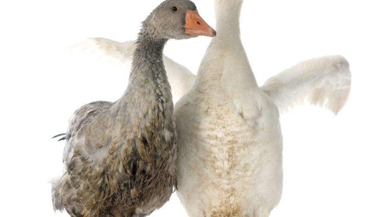 What's good for the goose
