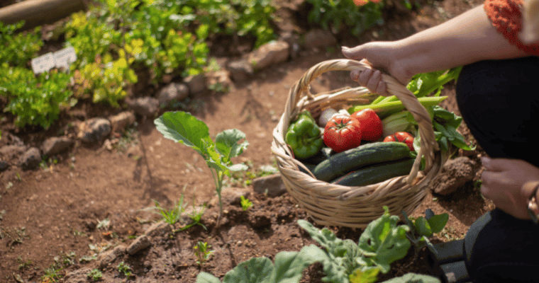 Gardening and harvesting