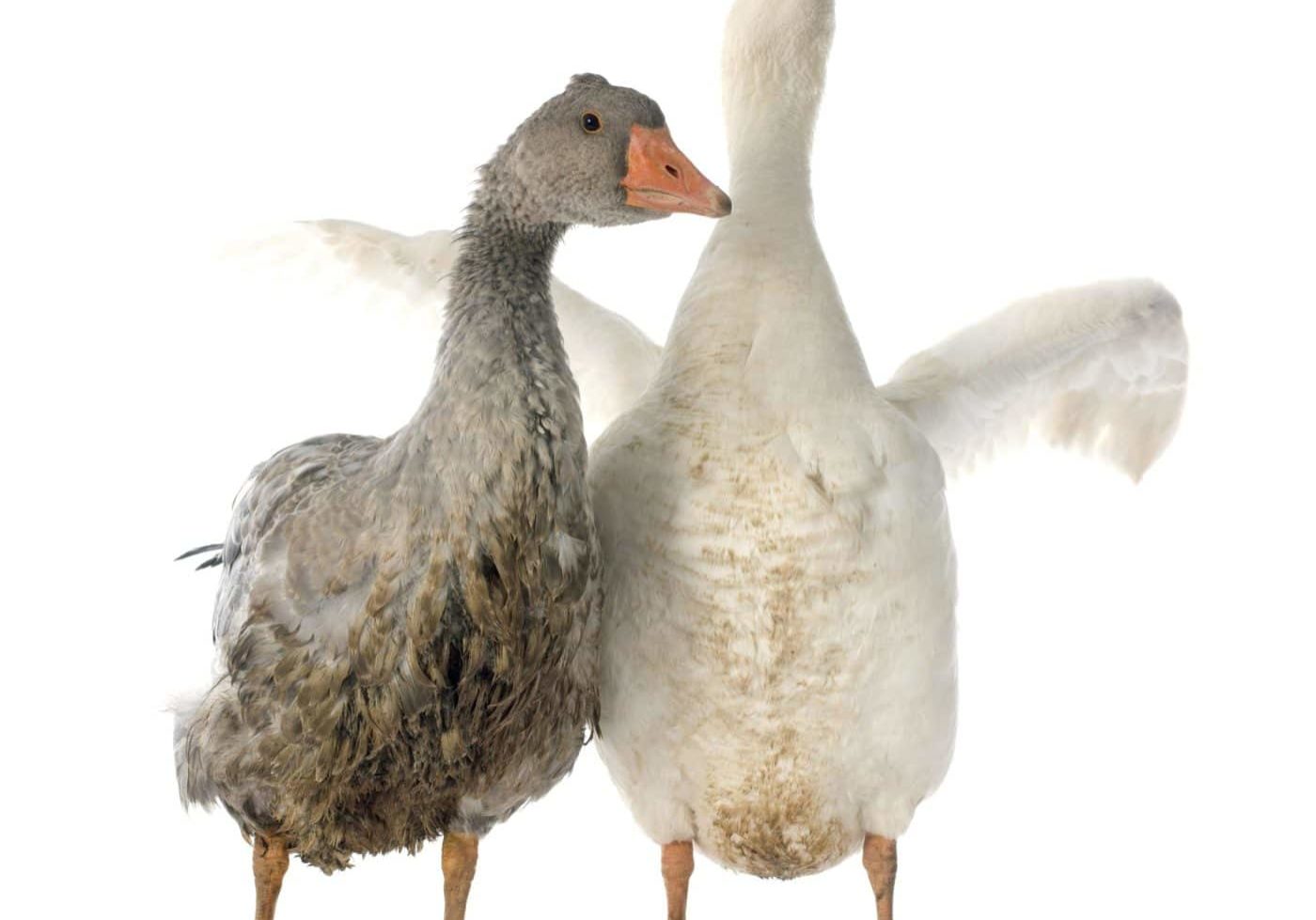 What's good for the goose