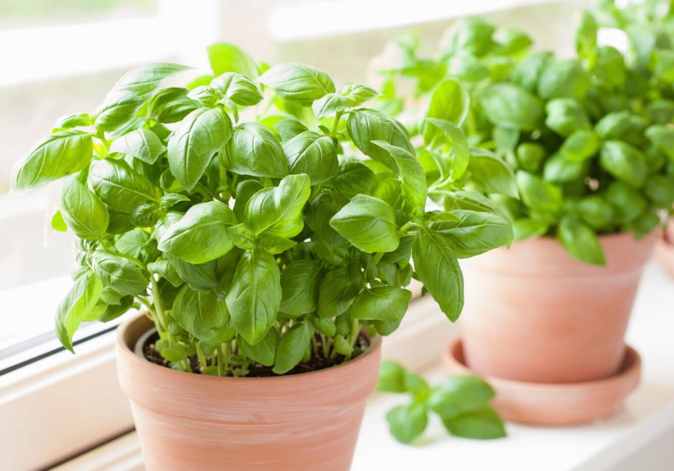 Basil plant in pot by window