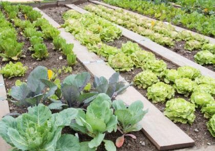 Urban Farming Farmers Market